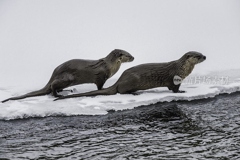 北美水獭，Lontra canadensis，也被称为北方水獭或普通水獭，是北美特有的半水栖哺乳动物。冬天在黄石河边和雪地里玩耍，黄石国家公园